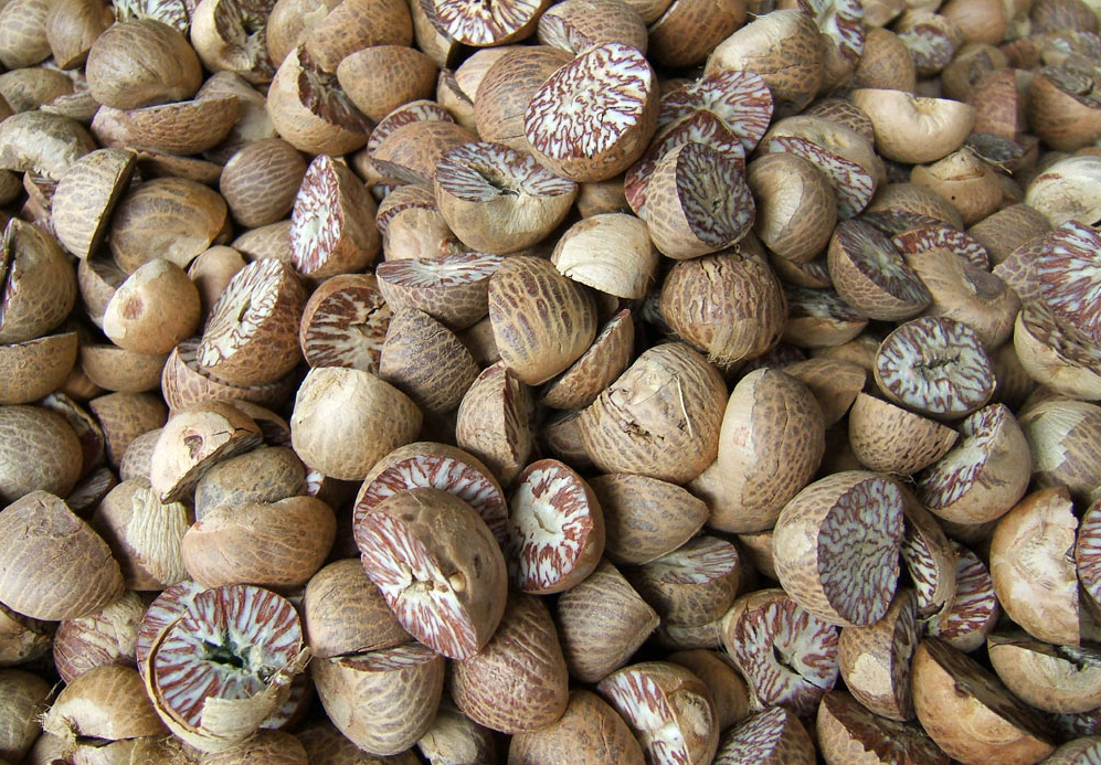 Betel Nuts Facts And Health Benefits