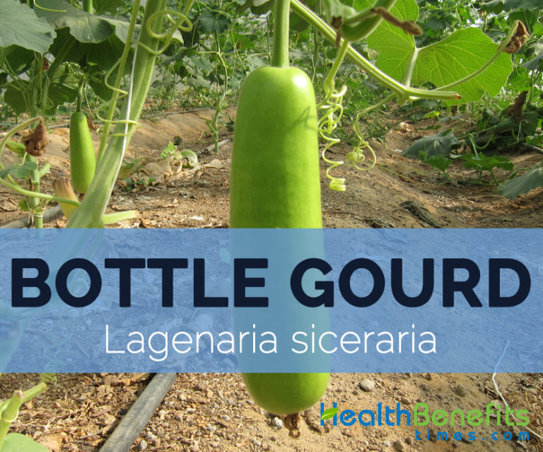 Bottle Gourd Facts Health Benefits And Nutritional Value