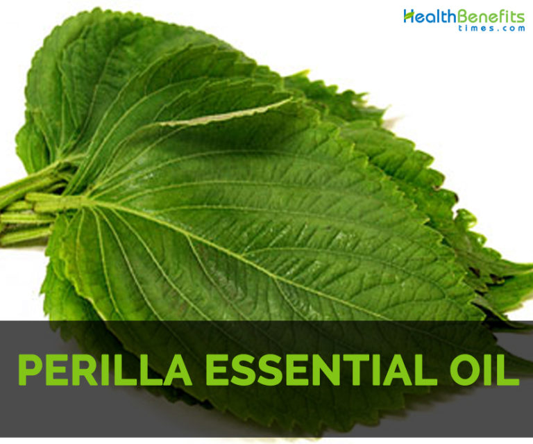 Perilla Essential Oil Facts And Health Benefits