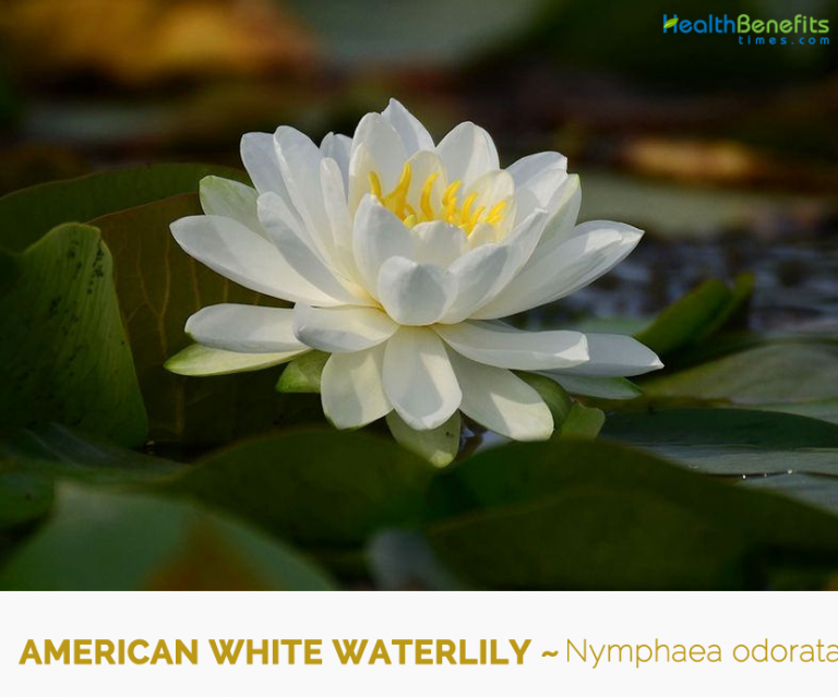 American White Waterlily Facts And Health Benefits