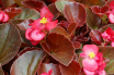 How To Grow Begonia Rex