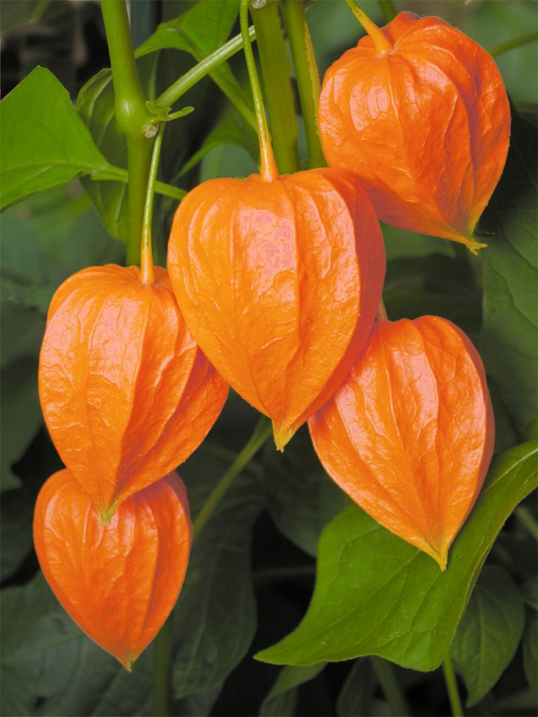 Lantern Plant Physalis Alkekengi Definition Of Lantern Plant