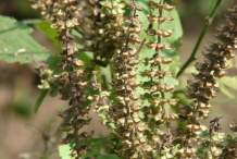 Fruits-of-African-basil