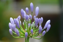 Flowering-buds-of-African-lily