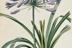 Plant-Illustration-of-African-lily