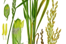 Plant-Illustration-of-African-Rice