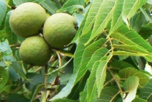 Immature-fruits-of-African-Walnut