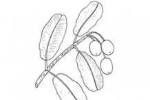 Sketch-of-Alexandrian-Laurel