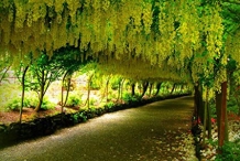 Amaltas-plantation