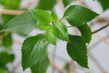 Leaves-of-American-Basil