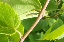 Twigs-of-American-hazelnut