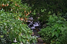 Angels-trumpet-Plant-growing-wild