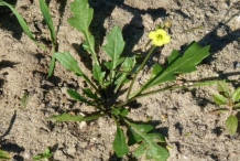 Annual-Wall-Rocket-plant