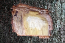 Bark-cut