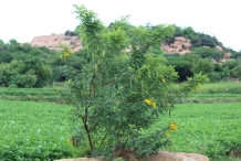 Avaram-Senna-plant