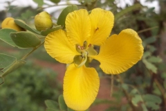 Closer-view-of-flower-of-Avaram-Senna