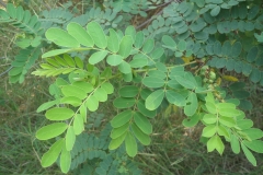 Leaves-of-Avaram-Senna