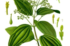 Plant-Illustration-of-Azores-laurel