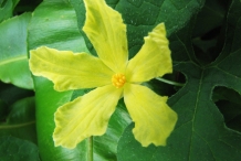 Flower-of-balsam-apple