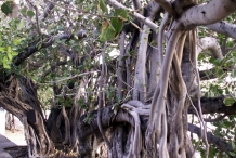 Banyan-Tree-showing-roots