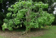 Barbados-nut-plant