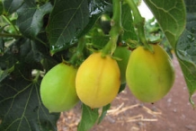 Ripening-Barbados-nut-on-the-tree