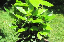 Bay-Laurel-plant-grown-on-pot