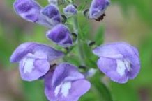 Closer-view-of-flower-of-Bicolor-Skullcap