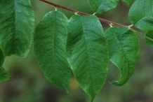 Leaves-of-Bitter-cherry