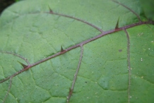 Spines-in-the-leaf-of-Bitter-tomato