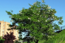 Black-locust-Plant