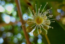 Close-up-flower-of-Black-plum