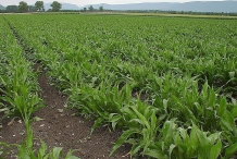 Commercial-Black-salsify-farming