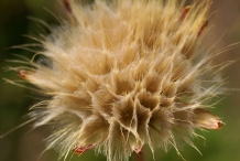 Fruit-of-Black-salsify