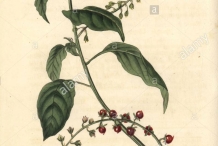 Plant-Illustration-of-Bloodberry