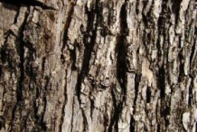 Bark-of-Blue-Jacaranda-tree