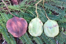 Mature-and-Immature-fruits-of-Blue-Jacaranda