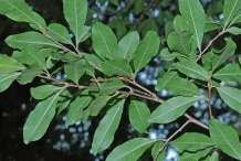 Leaves-of-Buckthorn-bully