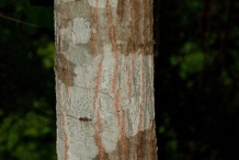 Trunk-of-Buckthorn-bully