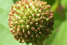 Immature-fruit-of-Buttonbush