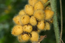 Bunch-of-Calumba-fruit