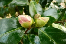 Flowering-buds-of-Camellia