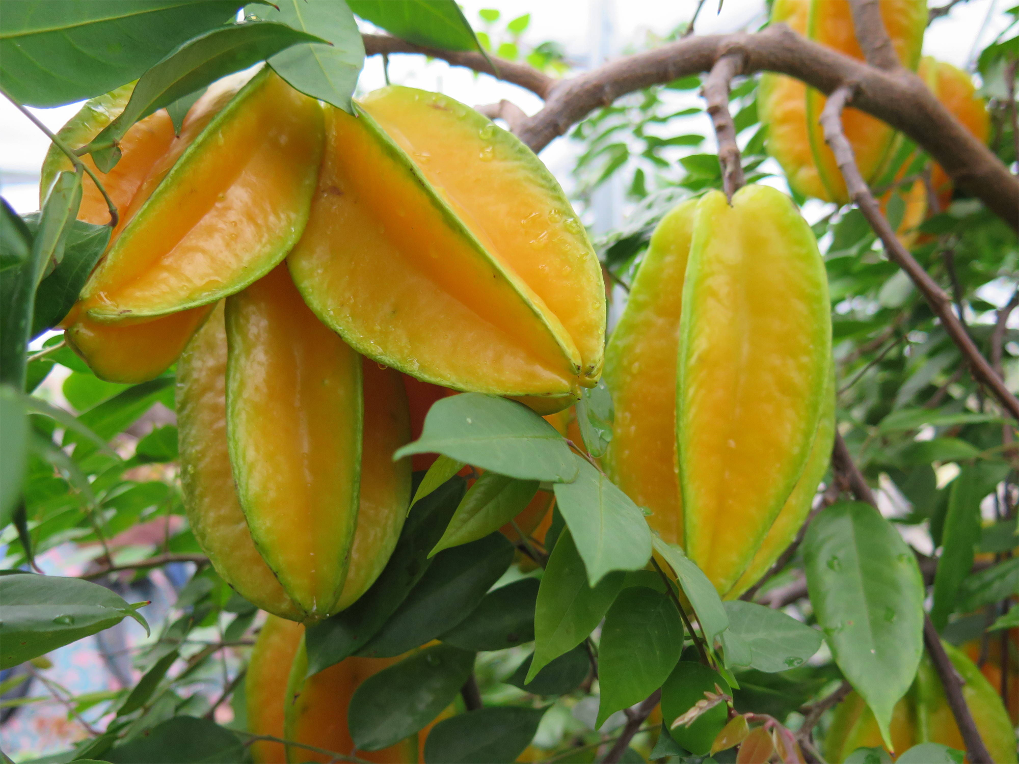 Carambola Facts Health Benefits And Nutritional Value