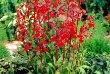 Cardinal-Flower-plant-growing-wild