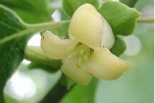 Flowers-of-Cathay-Persimmon