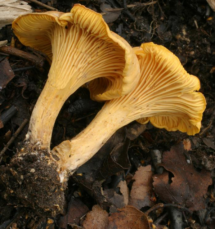 Разновидности лисичек грибов фото и описание