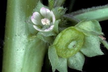 Stem-of-Cheeseweed