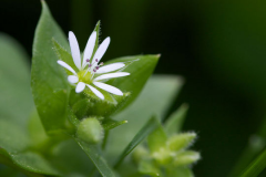 Chickweed--Flower