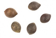 Seeds-of-Chile-hazel