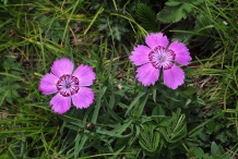 China-pink-Plant-growing-wild